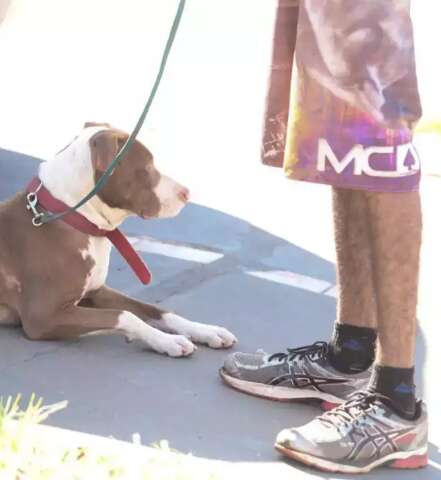 Apontado como &ldquo;mascarado com pitbull&rdquo;, jovem nega perturbar moradores