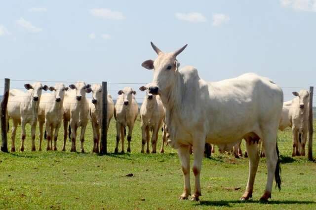 MS deve ter faturamento bruto de R$ 73,4 bilhões com a agropecuária em 2022