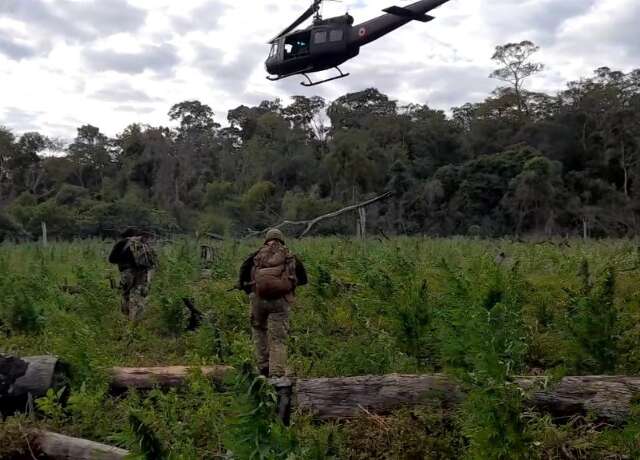 Em 7 dias, opera&ccedil;&atilde;o destr&oacute;i 520 toneladas de maconha na fronteira