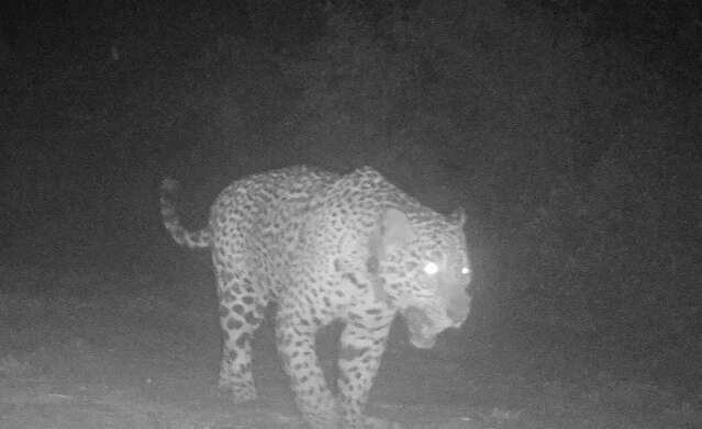 Pela 1&ordf; vez, on&ccedil;a-pintada com monitoramento posa para foto