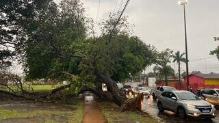 Árvore foi derrubada por ação do vento forte na Capital. (Foto: Karine Alencar)