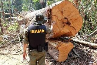 Equipe do Ibama em fiscalização sobre retirada ilegal de madeira. (Foto: Felipe Werneck/Ibama)