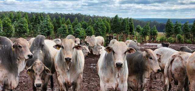 Com orçamento de R$ 75 milhões, programa reduz tempo de abate de bovinos em MS