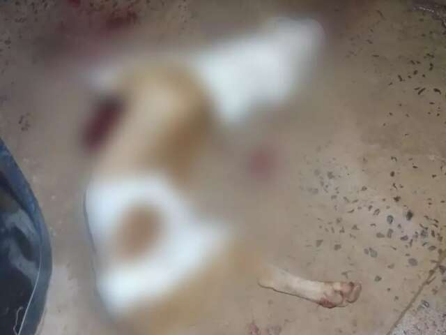 Pitbull &eacute; morto com 3 tiros pela PM ap&oacute;s atacar c&atilde;es e matar gato 