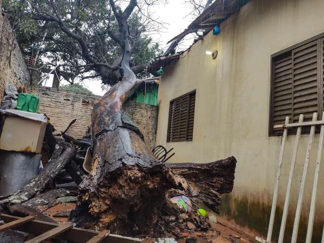 Mangueira de grande porte cai e atinge telhado de duas casas 
