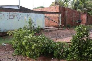 Árvore derruba padrão de energia em casa do bairro Campo Nobre (Foto: Marcos Maluf)