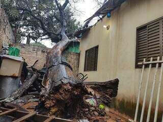 Mangueira seca caiu nesta manhã e atingiu o telhado de duas casas (Foto: Marcos Maluf) 