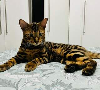 Gatinho é da espécie Bengal, nascida do cruzamento de gato com leopardo. (Foto: Arquivo Pessoal)