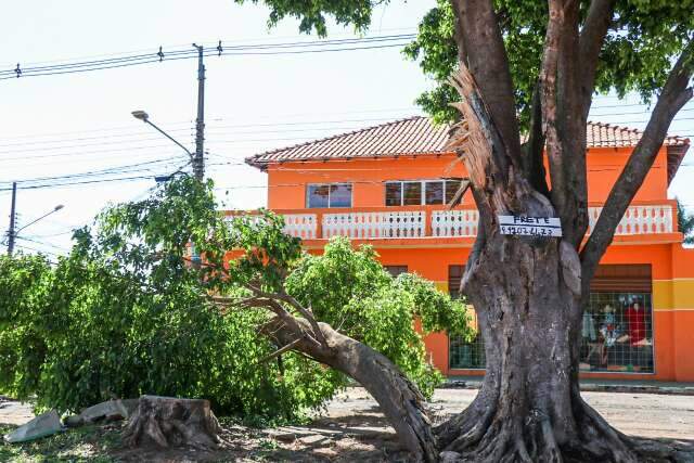 Capital tem 358 pedidos de corte de &aacute;rvores aguardando parecer