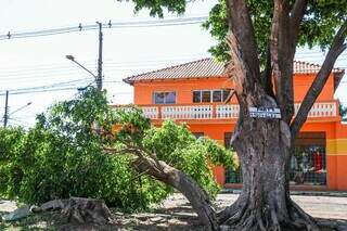 Queda de galho de árvore após forte vento na Vila Almeida (Foto: Henrique Kawaminami)