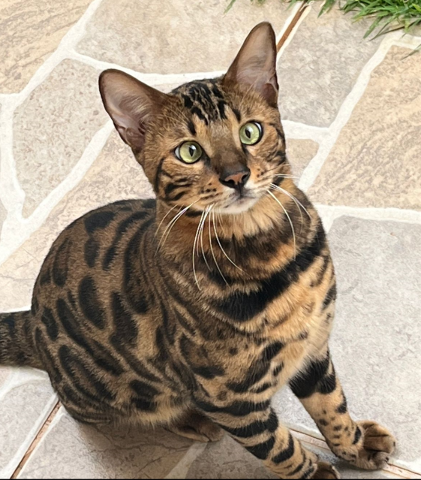 Advogada oferece R$ 1 mil para quem achar Batata, &quot;gato-de-bengala&quot; desaparecido