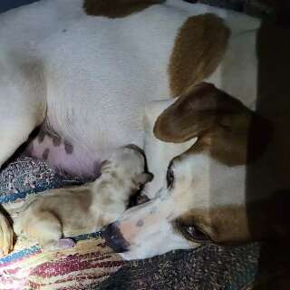 Vira-lata dá à luz oito filhotes e adota mais 4 rejeitados por pitbull