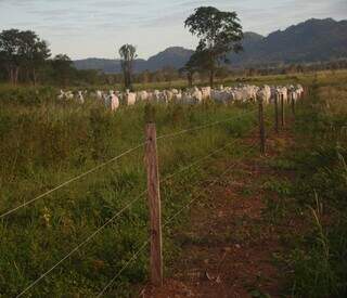 Cercas com altura específica nas maternidades ajudam a mitigar o ataque de onças no Pantanal. (Foto: IHP)