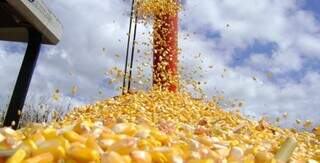 Área colhida de milho, em Mato Grosso do Sul, totaliza 974.088 (Foto: Reprodução/Semagro)
