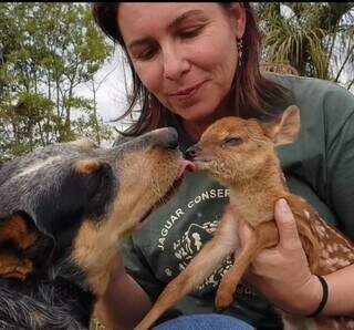 Cachorro, animal doméstico, interage com cervo, animal silvestre. (Foto: Reprodução / Rede social)