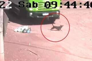 Cão foi atropelado e morto na Rua Mogi Mirim. (Foto: Reprodução/ vídeo Direto das Ruas)
