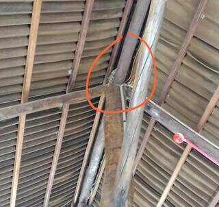 Ninho de pombos instalado em cobertura de refeitório de funcionários improvisado. (Foto: Direto das Ruas)