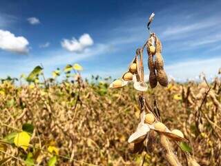 Plantação de soja em Mato Grosso do Sul. (Foto: Liana Feitosa)