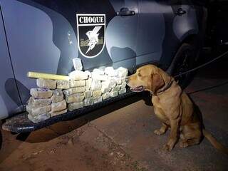 Cão farejador ajuda equipe do Batalhão de Choque a encontrar 8,3 kg quilos de maconha (Foto: Divulgação/Batalhão de Choque)