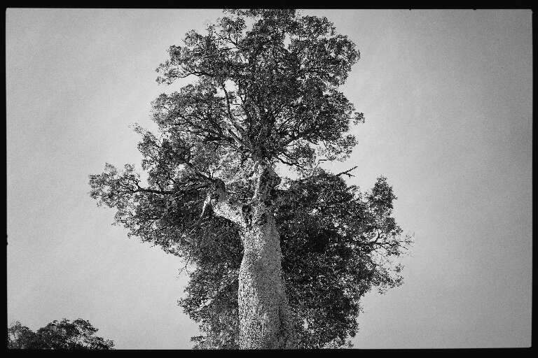 Árvore Nothofagus. (Foto: Letícia Naveira)