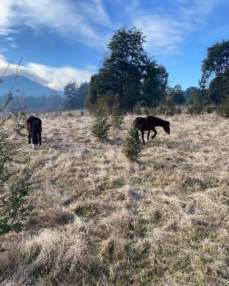 Cavalos durante passeio pela Patagônia chilena. (Foto: Letícia Naveira)