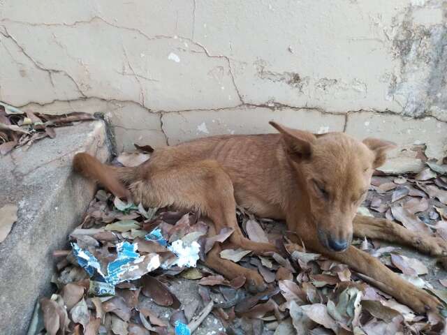 Sem &aacute;gua e comida, animal morre e dona &eacute; multada em R$ 1,5 mil