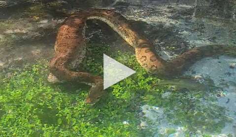 Faminta, sucuri de três metros engole animal em rio de Bonito 