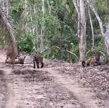 Acho que vi 4 gatinhos: mam&atilde;e on&ccedil;a e filhotes se exibem no Pantanal 