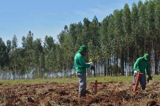 Profissionais trabalham no plantio de eucalipto em area de Mato Grosso do Sul. (Foto: Sistema Famasul/Divulgação)
