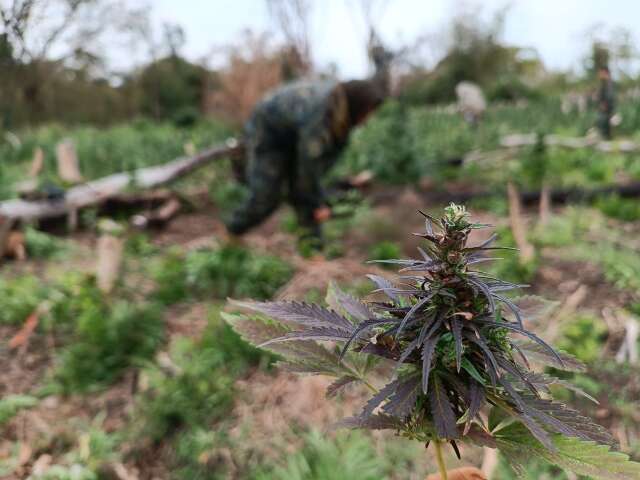 Opera&ccedil;&atilde;o binacional j&aacute; destruiu 511 toneladas de maconha na fronteira