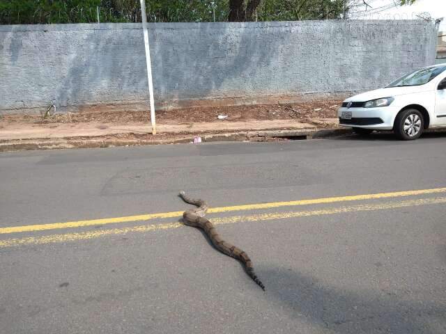 Jiboia de 2 metros &eacute; &quot;atra&ccedil;&atilde;o&quot; do feriado em casa de advogado