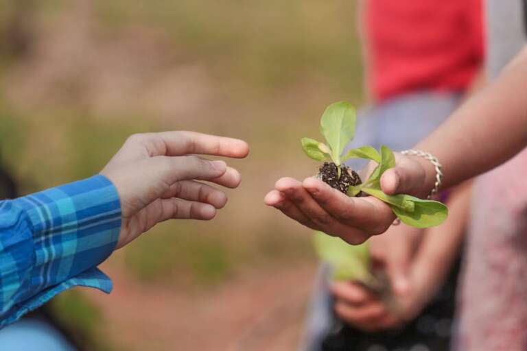 Muda de alface cultivado para produção de hortaliças na horta da escola