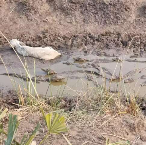 Seca faz gado e jacar&eacute;s agonizarem atolados em lama no Pantanal de Nabileque