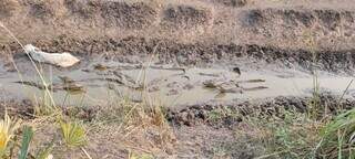 Jacarés e boi disputam espaço na lama durante seca. (Foto: Reprodução / MS Boiada)