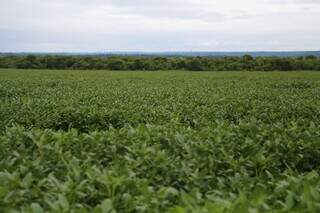 Plantação de soja em Mato Grosso do Sul (Foto: Arquivo/Campo Grande News)