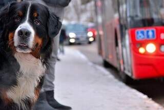 Cachorro esperando pelo ônibus em ponto de parada. (Foto: Petz.com.br)