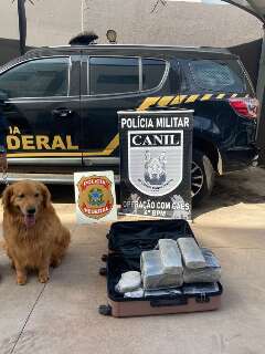 Com ajuda de cão farejador, mulher é presa em aeroporto com 21 kg de cocaína