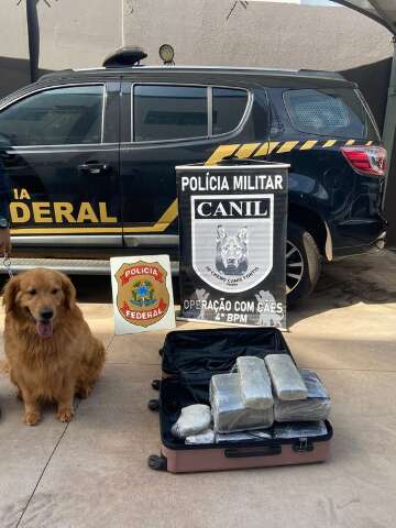 Com ajuda de c&atilde;o farejador, mulher &eacute; presa em aeroporto com 21 kg de coca&iacute;na