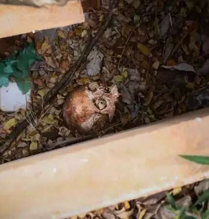 Cr&acirc;nio exposto choca m&atilde;e em cemit&eacute;rio onde filho est&aacute; enterrado h&aacute; 30 anos 