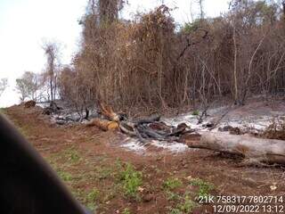 Área queimada em Bandeirantes somou mais de 80 hectares. (Foto: Assessoria/PMA)