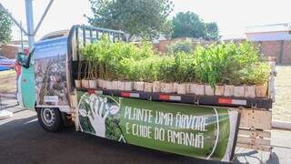 Em comemora&ccedil;&atilde;o ao Dia da &Aacute;rvore, 15 mil mudas ser&atilde;o distribu&iacute;das em Campo Grande