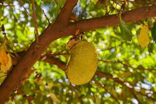 Jacas são frutas constantes na praça cultivada por Luiza. (Foto: Kísie Ainoã)