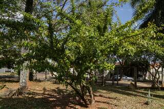 Árvore de coité foi trazida da Bahia, durante uma viagem feita por Luiza. (Foto: Kísie Ainoã)