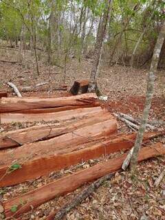 Estacas de madeira que seriam utilizadas como postes de cerca. (Foto: PMA)
