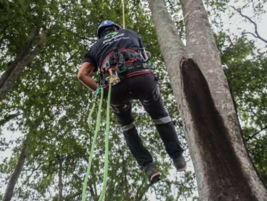 Campeonato de Escalada em &Aacute;rvore desafia profissionais em Campo Grande
