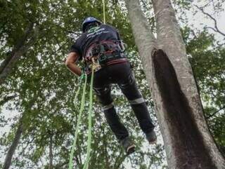 Campeonato de Escalada em &Aacute;rvore desafia profissionais em Campo Grande