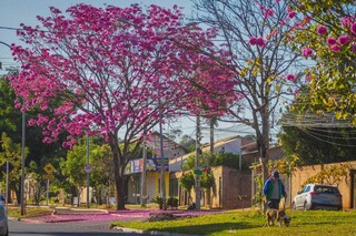 Ipê rosa, em Campo Grande, no período de Primavera. (Foto: Marcos Maluf/Arquivo)