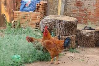 O macho só aceita viver bem com a galinha no quintal. (Foto: Paulo Francis)