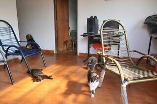 Os animais da família vivem dentro da casa para evitar o galo. (Foto: Paulo Francis)