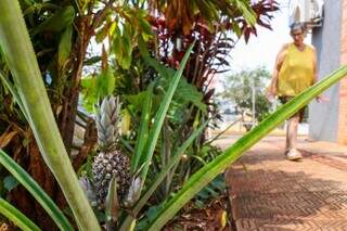 Até abacaxi a moradora plantou em espaço em frente de casa. (Foto: Henrique Kawaminami)